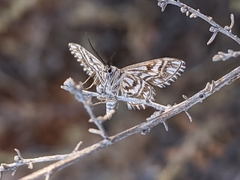Cinglis andalusiaria