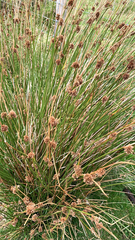 Juncus conglomeratus