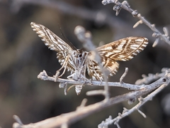 Cinglis andalusiaria