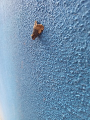Lepidoptera