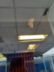 Lepidoptera