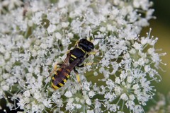 Ectemnius cephalotes