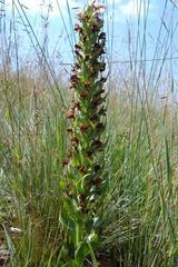 Brachycorythis conica transvaalensis