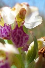 Brachycorythis conica transvaalensis