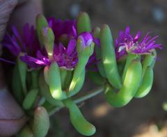 Lampranthus otzenianus