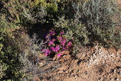 Lampranthus otzenianus