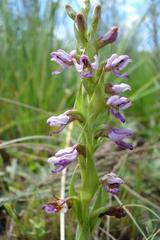 Brachycorythis tenuior