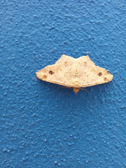 Psamatodes abydata