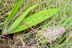 Ledebouria asperifolia
