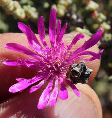 Lampranthus otzenianus