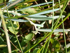 Andromeda polifolia latifolia