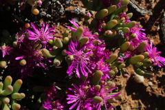 Lampranthus otzenianus