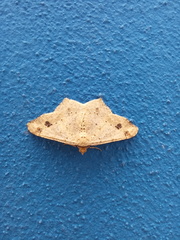 Psamatodes abydata