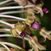 Ledebouria asperifolia - Photo (c) Robert Archer, algunos derechos reservados (CC BY-NC), subido por Robert Archer