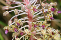 Ledebouria asperifolia