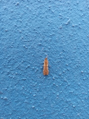 Lepidoptera