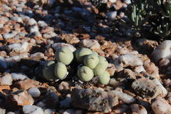 Conophytum calculus calculus