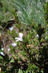 Dyschoriste costata