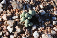 Conophytum calculus calculus
