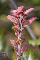 Quercus durata