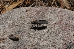 Triatoma rubida