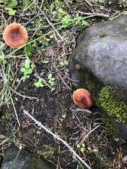 Lactarius luculentus laetus