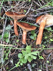 Lactarius luculentus laetus