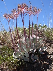 Cotyledon orbiculata oblonga