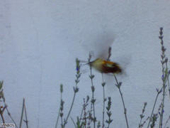 Macroglossum trochilus