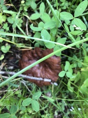 Lactarius luculentus laetus