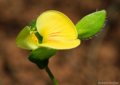 Zornia capensis capensis