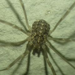 Phalangiidae