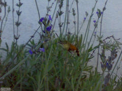 Macroglossum trochilus