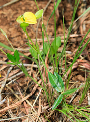 Zornia capensis capensis