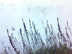 Macroglossum trochilus