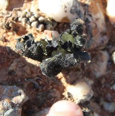 Xanthoparmelia hottentotta