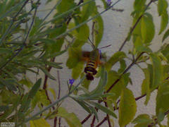 Macroglossum trochilus