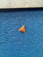 Pyrausta pseudonythesalis
