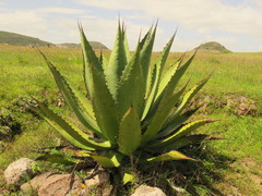 Agave scaposa