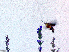 Macroglossum trochilus