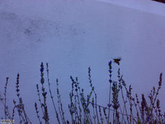 Macroglossum trochilus