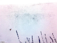 Macroglossum trochilus