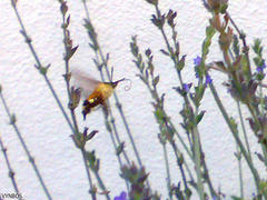 Macroglossum trochilus