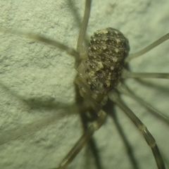 Phalangiidae