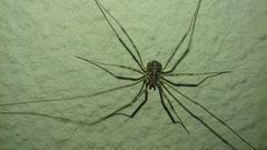 Phalangiidae