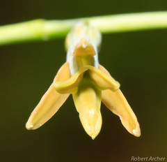 Dipcadi marlothii