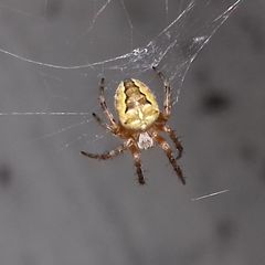 Araneus diadematus