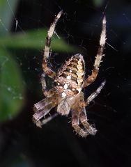 Araneus diadematus