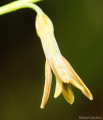 Dipcadi marlothii