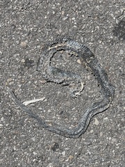 Thamnophis elegans